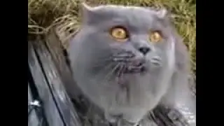 кот под валерьянкой