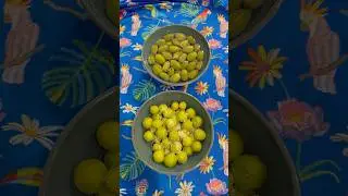 Nothing Says Spring Like Green Plums & Unripe Almonds 🤤#shorts#short#spring#delicious#fruit#enjoy