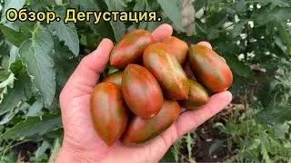 Красный камуфляж - урожайный, красивый, плотный сорт томата. Обзор.
