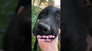 Best dog wash tool for RV dog life! 😅🐾 #rvlife #rvlivingwithdogs #rvdog #blacklab #short #shortvideo