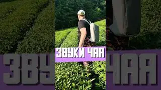 Звуки Чая