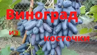 Виноград из косточек Как вырастить виноград из косточки Сельская жизнь