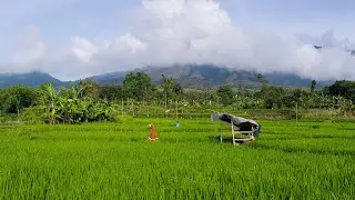 KECAPI SULING SUNDA DALAM PANORAMA ALAM MENAKJUBKAN, MENEMANI PARA PETANI BERAKTIVITAS DI SAWAH