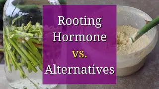 Rooting Hormone vs. Homemade DIY Alternatives