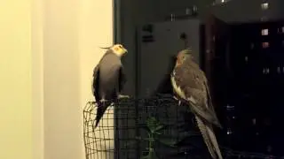 Cockatiel singing Kill Bill whistle song