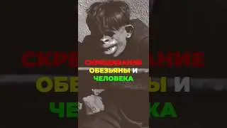 Младенец человека и обезьяны возможен?🐒 #обезьяна #спаривание #скрещивание #человек #факты