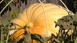 Whats the secret to growing giant pumpkins?