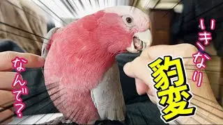 いきなり怒るもすぐに反省するモモイロインコ