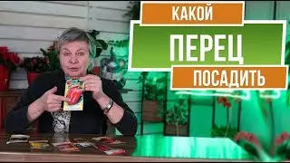 Сорта перца для Зимних заготовок ✔️ Описание Сортов Перца для  средней полосы