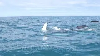 Humpback Whale migration West Coast South Africa, Superpods feeding on Krill