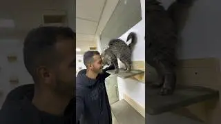 A tripod cat fell in love with his rescuer. 