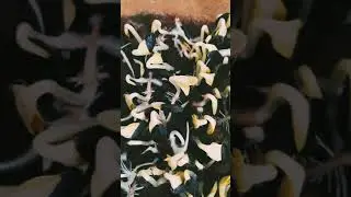 Микрозелень подсолнечника и пшеницы. Белый пушок на корнях.