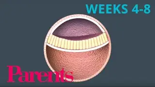 An Embryo Forms: Weeks 4 to 8 of Pregnancy | Parents