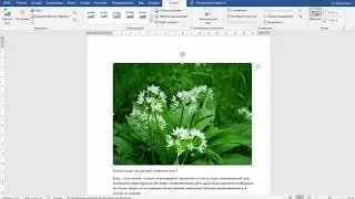 Как в Microsoft Word обрезать картинку