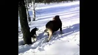 Охота на лося с лайкой