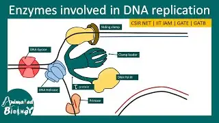 Enzymes in DNA replication | Eukaryotic vs Prokaryotic DNA polymerase