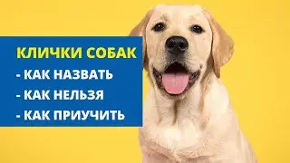 Клички собак. Как назвать щенка? Как приучить щенка к кличке?