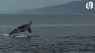 Youve Never Seen Washington Like This: San Juan Orcas