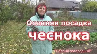 Осенняя посадка озимого чеснока зубчиками, однозубками и бульбочками