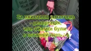 Як українці в Хорватії працювали (радили)