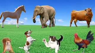 Learning About Animal Life - Elephant, Horse, Dog, Cat, Squirrel, Cow - Animal Moments