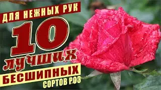 РОЗЫ ДЛЯ НЕЖНЫХ РУК. 10 БЕСШИПНЫХ СОРТОВ РОЗ. ROSES FOR GENTLE HANDS. 10 THORNEESS ROSE VARIETIES.