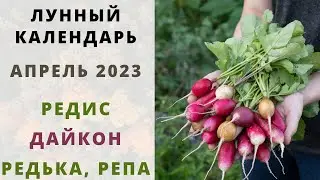 РЕДИС: лунный календарь на АПРЕЛЬ 2023! Когда Сеять Дайкон, Редьку и Репу благоприятные даты!