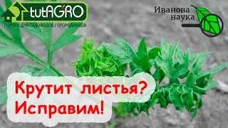 Крутит листья? ЭТО ДОМАШНЕЕ СРЕДСТВО избавит от ВСЕХ вредителей моркови! Экономно и эффективно!