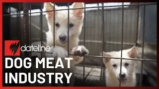 Inside South Korea's dog meat industry | SBS Dateline