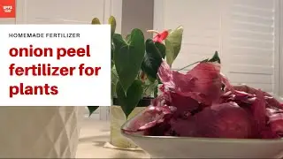 How to make onion peel fertilizer | Homemade fertilizer for plants