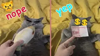 Greedy Cat Loves Money