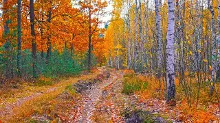 Autumn landscapes and autumn foliage, soothing instrumental music for background, relaxation.
