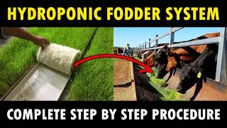 Hydroponic Fodder System | Hydroponic Green Fodder Farming