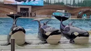 Orca Encounter (Full Show) - SeaWorld Orlando - August 28, 2024