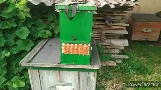 Пчелы, ловушки, рои...сами летят на пасеку!