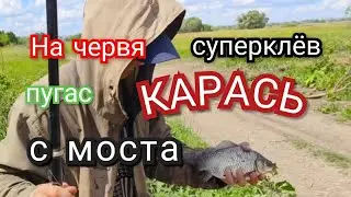 КАРАСИ ЛАПТИ! РЫБАКМАСТЕР-КЛАСС! #карась #рыбалка #река