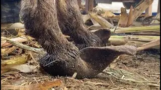 A donkey abandoned for 7 years! Its hooves are twisted and it can't walk!