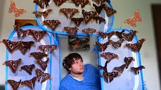 Help! A MOTH Swarm!  GIANT Atlas Moths! [Attacus lorquinii]