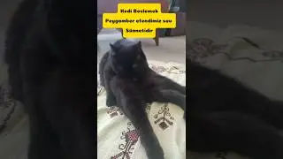 kedi Beslemek Peygamber efendimiz sav sünnetidir ⭐ tüm hayvanları sevelim saygı gösterelim