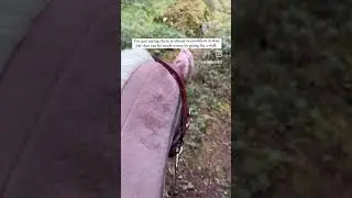 Take a walk with your hobby horse 