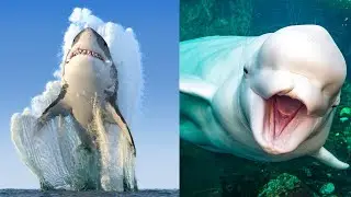 31 Incredible and Beautiful Marine Animals-Biology for Kids and Teens🐋