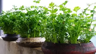 How To Grow Celery In Tires! Easy And Surprisingly Productive