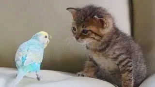 Cat and Parrot Spend Every Single Moment Together 😹