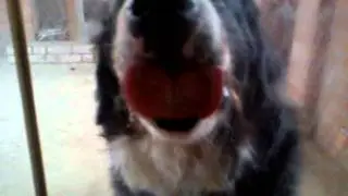Video clip