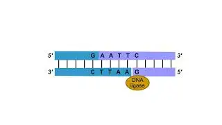 Pairing of DNA fragments & Formation of recombinant DNA Animation