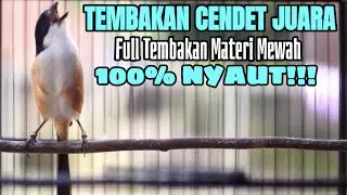 MASTERAN BURUNG CENDET FULL TEMBAKAN ISIAN MEWAH PASTI JADI JUARA