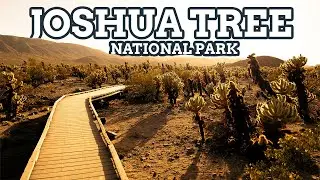 The Ultimate Guide to Joshua Tree National Park, California: Tips, Trails, and Top Spots (9/63)