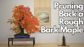 Pruning Back A Rough Bark Japanese Maple