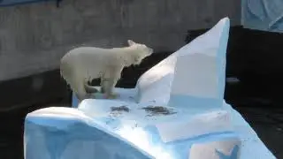 Началось веселье и медвежата забыли про молоко 10.07.2019