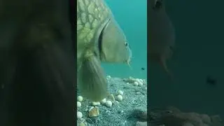 Carp take with our underwater camera.
